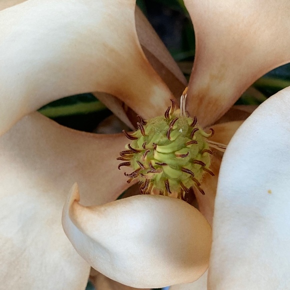 Meet your Posher, Posh - Picture 1 of 1